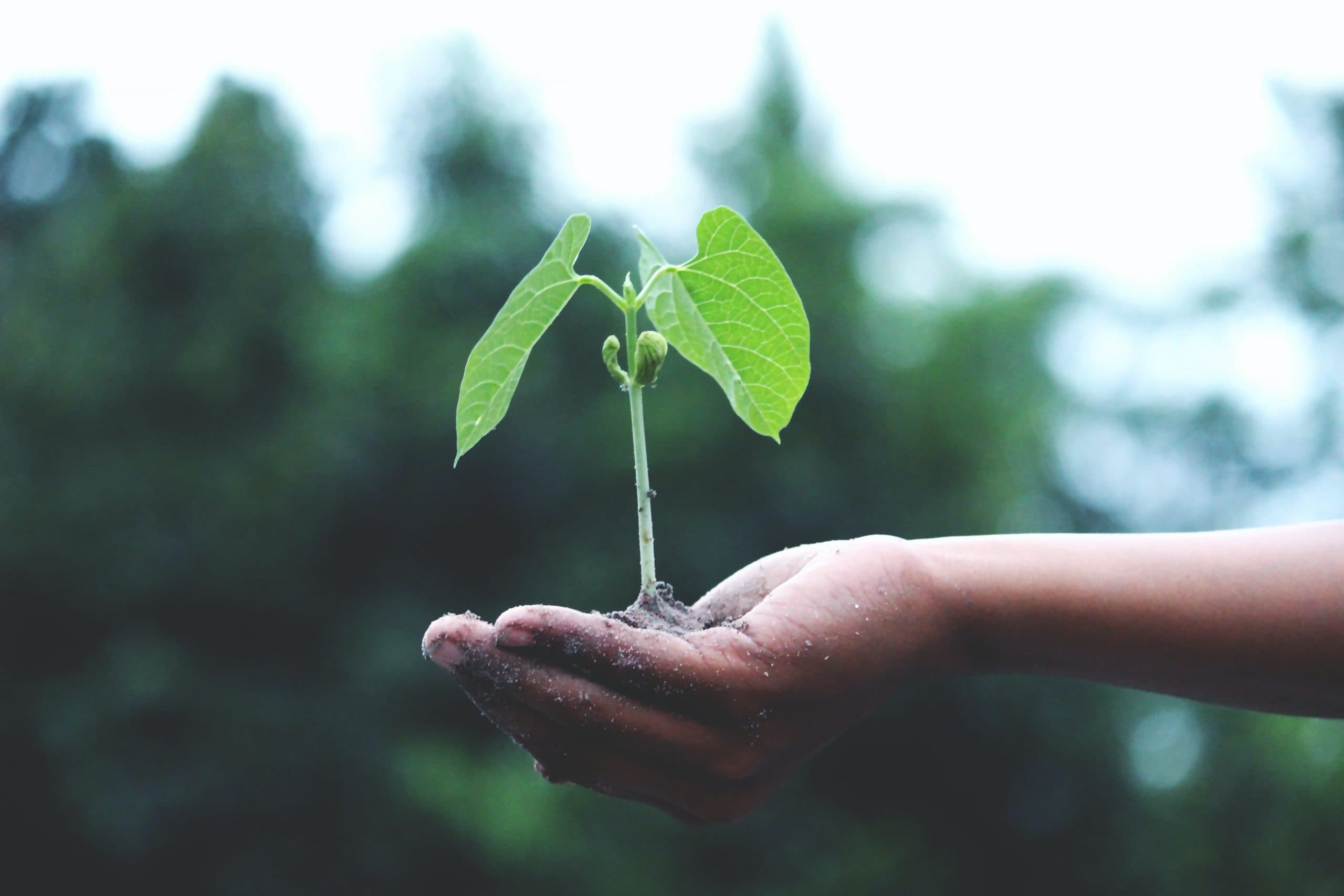Mano con planta y tierra - cadena de suministro sostenible