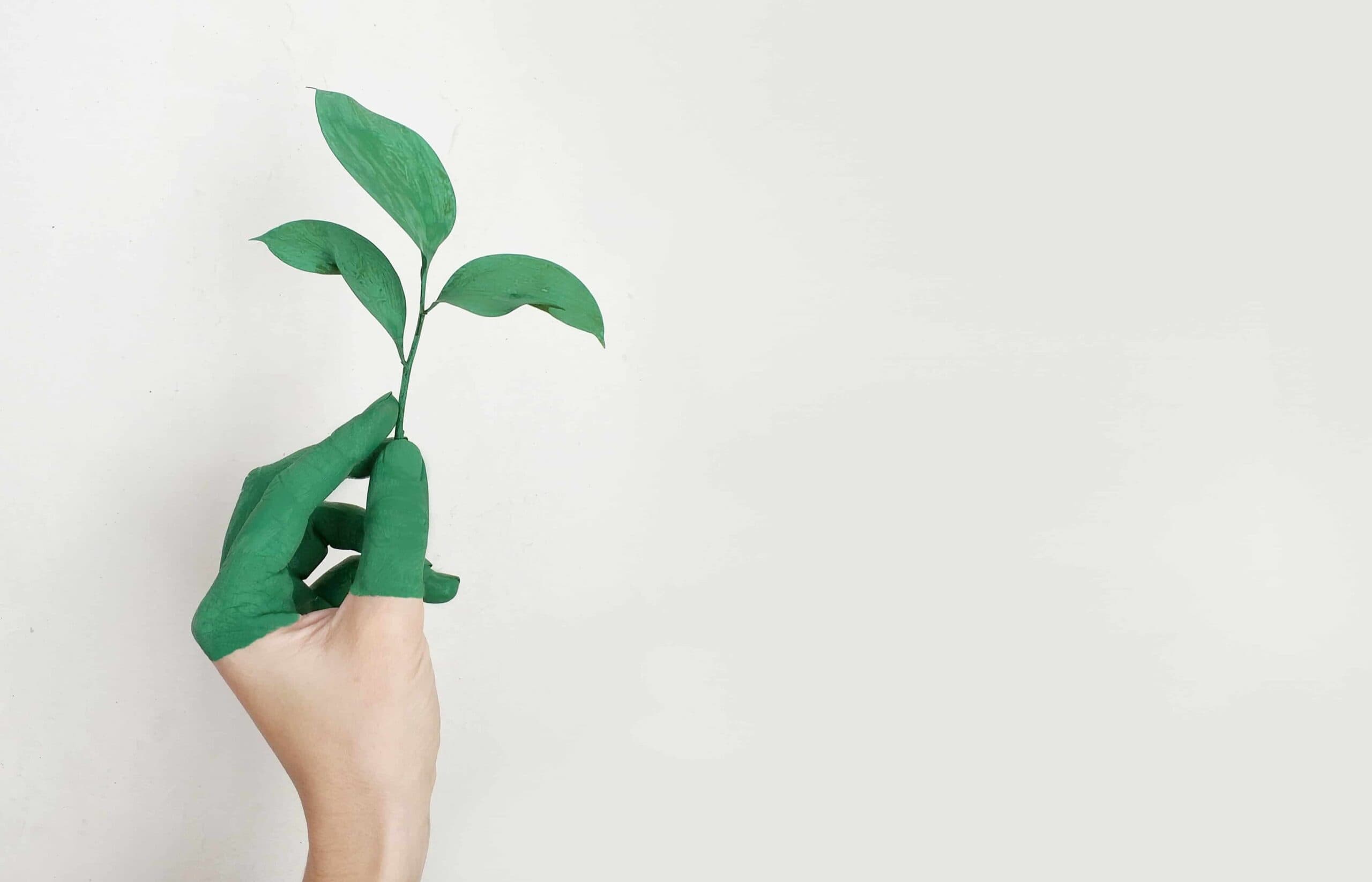Mano sosteniendo una planta